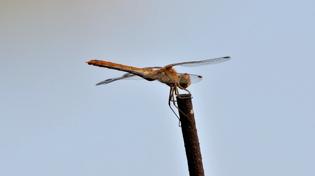 Sympetrum meridionale - fakó katona-szitakötő