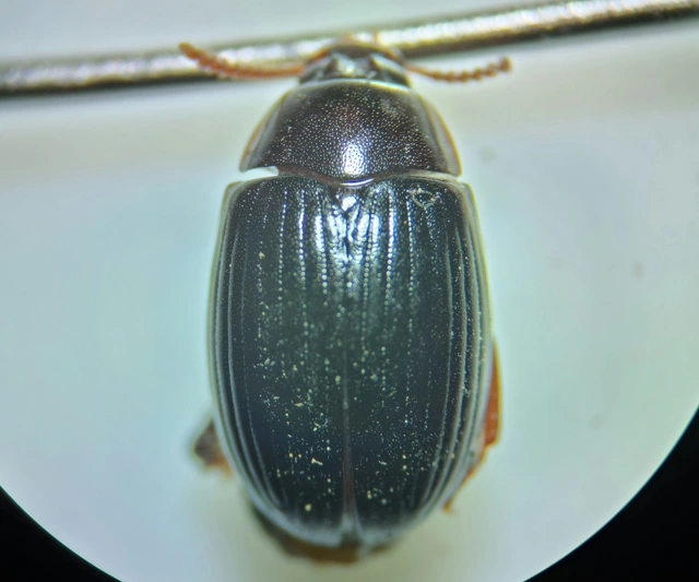 Platydema dejeani