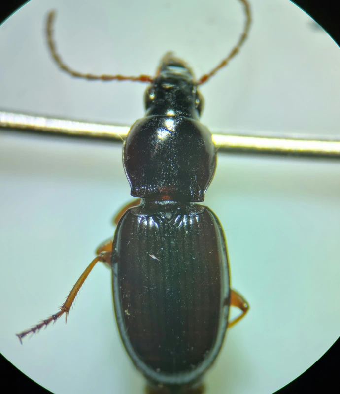 Pterostichus ovoideus - laposszemű gyászfutó