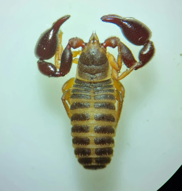 Pseudoscorpionida - Álskorpiók