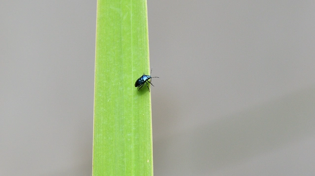 Zicrona caerulea - acélkék poloska Zicrona caerulea - acélkék poloska
