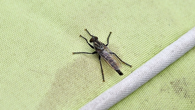 Tolmerus atricapillus