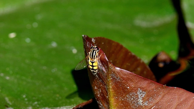 Helophilus trivittatus - nagy mocsárilégy