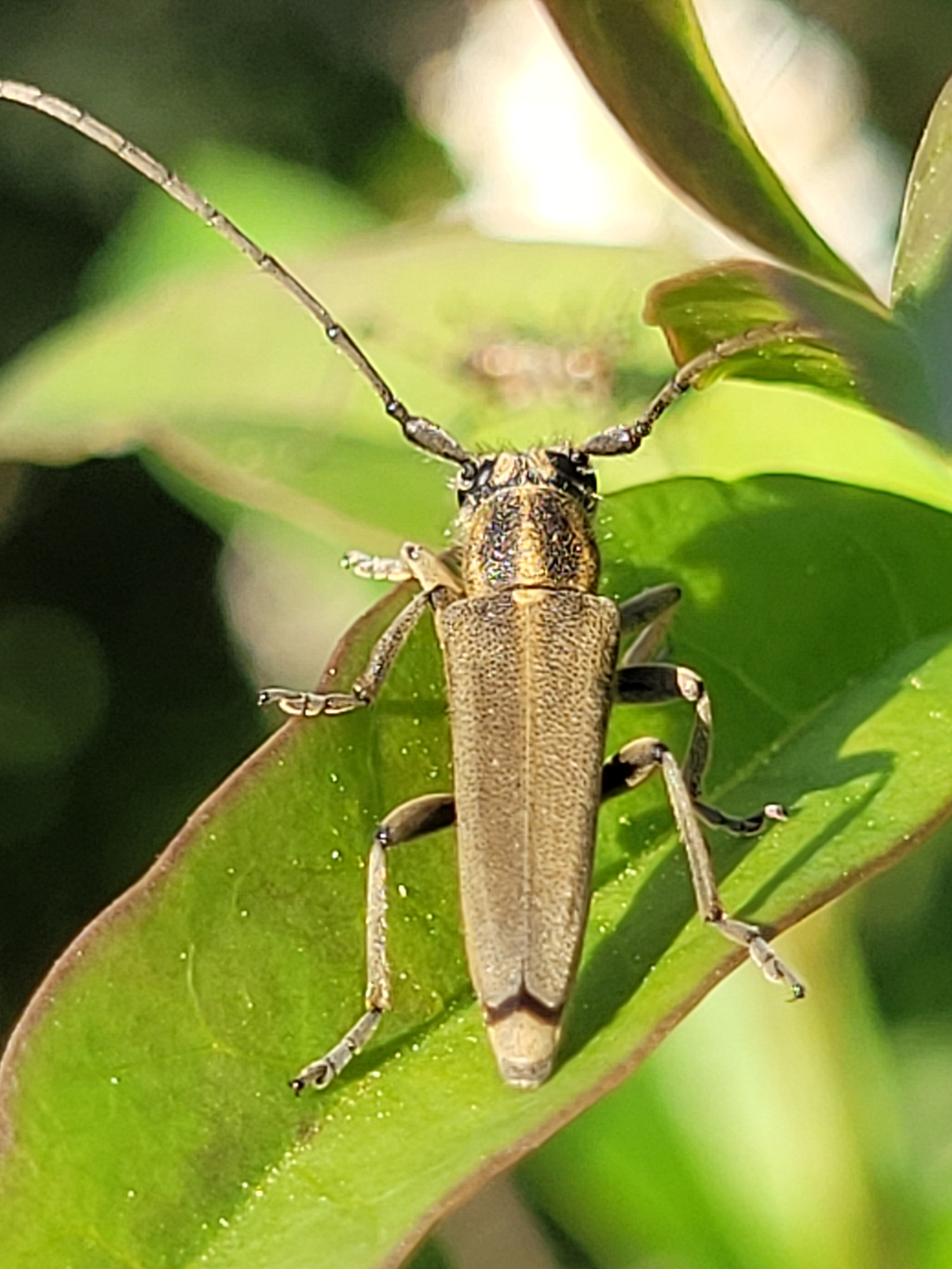 Phytoecia nigricornis - ürömcincér