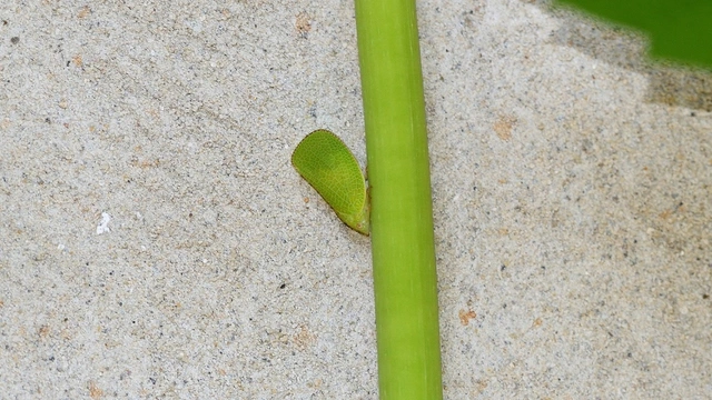 Acanalonia conica - élénkzöld lepkekabóca