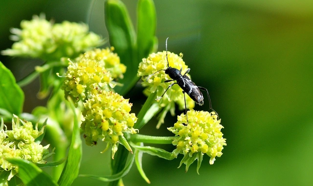 Chlorophorus sartor - feketevállú darázscincér