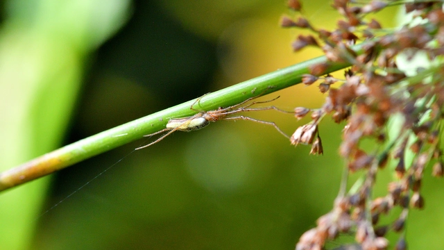 Tetragnatha