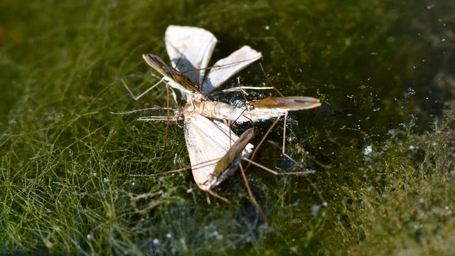 Gerridae - molnárpoloskák