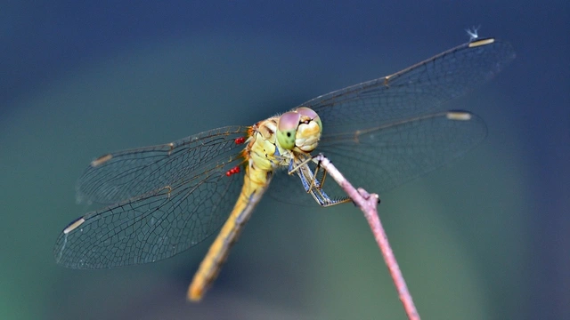 Sympetrum meridionale - fakó katona-szitakötő