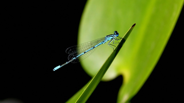 Coenagrion puella - azúrkék légivadász