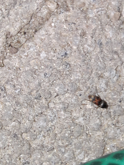 Drasterius bimaculatus - változékony pattanó