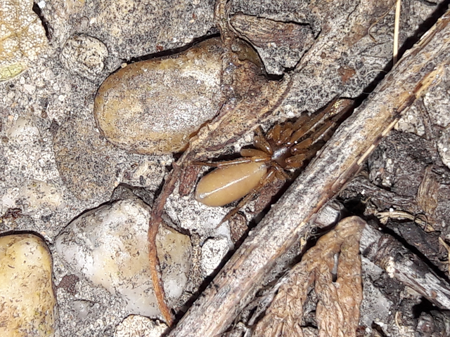 Dysderidae - fojtópókok