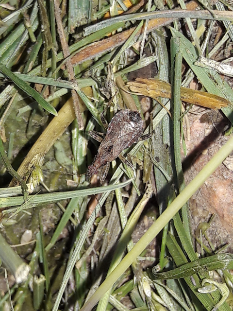 Himacerus mirmicoides - csalán-tolvajpoloska