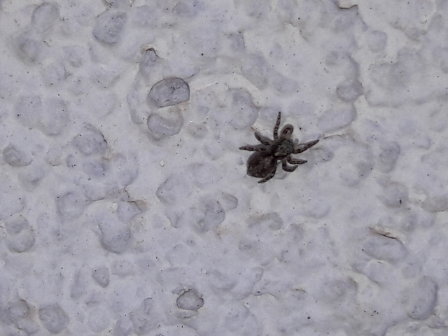 Pseudeuophrys lanigera - szobai ugrópók