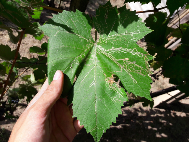 Phyllocnistis vitegenella - kígyóaknás szőlőmoly