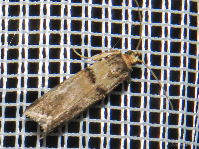 Acrobasis tumidana - bordás karcsúmoly