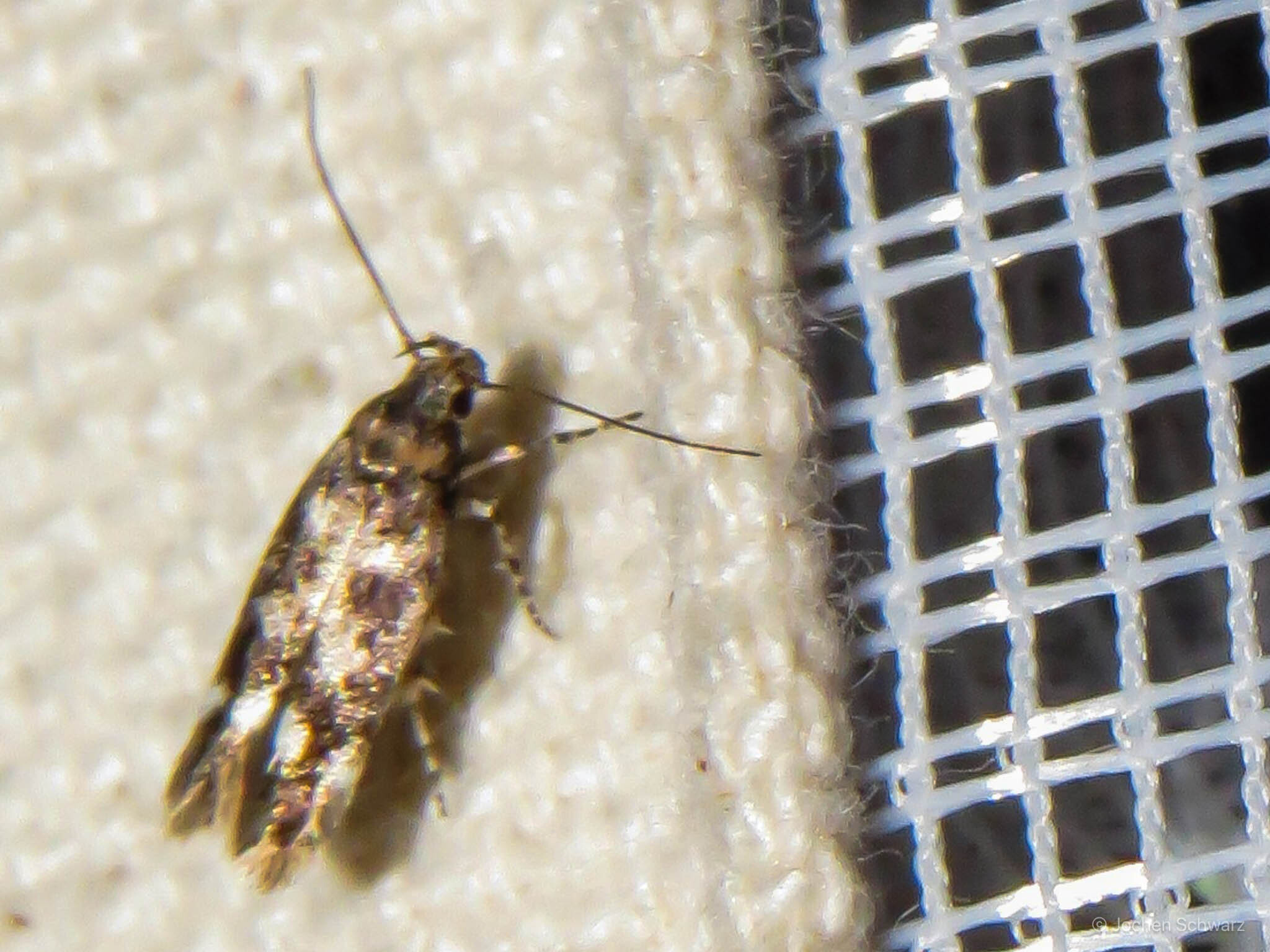 Caryocolum vicinella - habszegfű-sarlósmoly