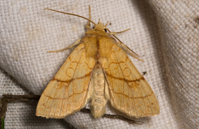 Tiliacea citrago - citromszínű sárgabagoly