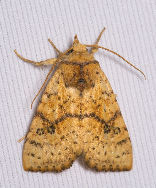 Tiliacea sulphurago - kénes sárgabagoly