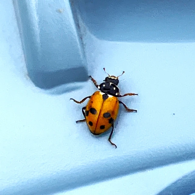 Hippodamia variegata - tizenhárompettyes katica