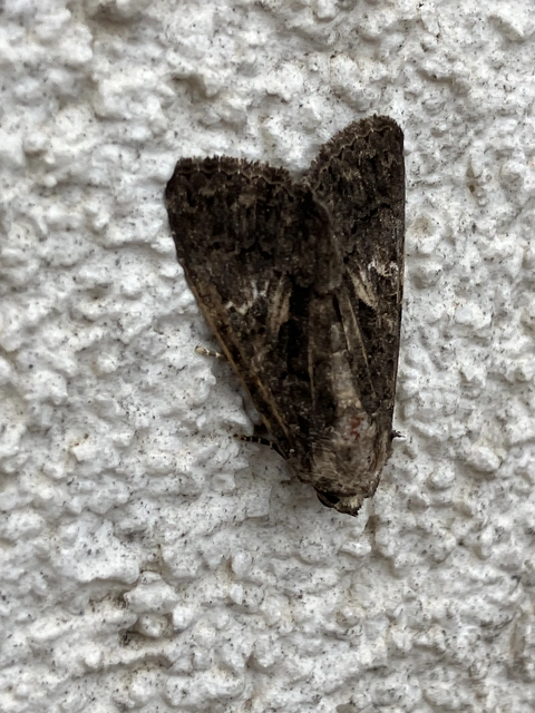 Anophia leucomelas - déli folyófűbagoly