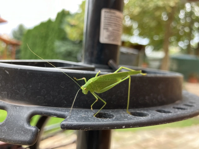 Phaneroptera nana - pontozott repülőszöcske