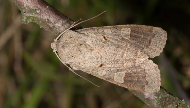 Ammoconia caecimacula - szürke őszibagoly