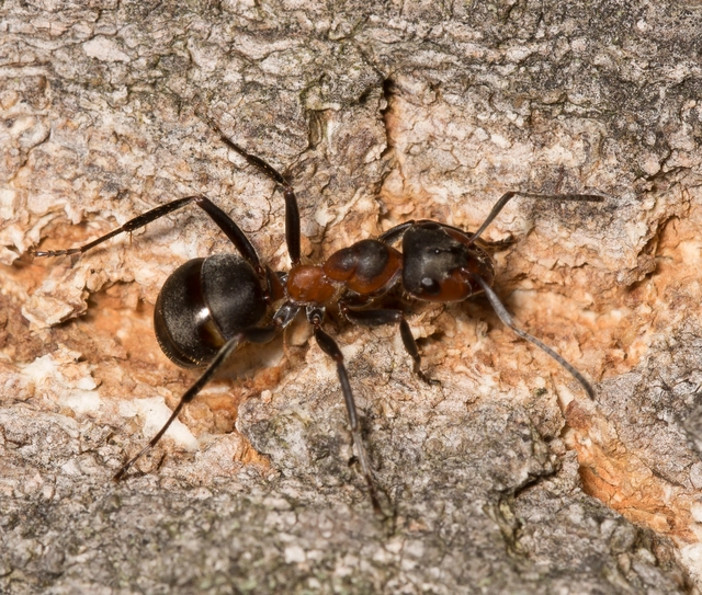Formica pratensis - réti vöröshangya