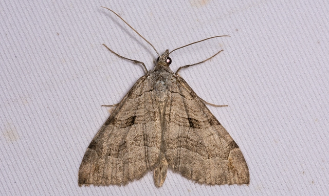 Aplocera plagiata - szürke csíkosaraszoló