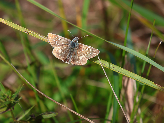 Pyrgus armoricanus - feles busalepke