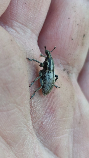Pseudocleonus cinereus - hamvas barkó