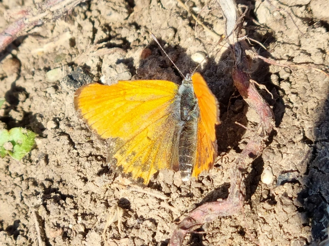 Lycaena thersamon - kis tűzlepke
