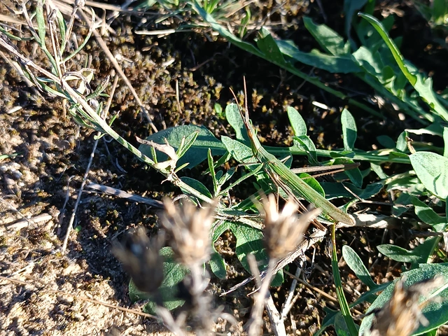 Acrida ungarica - sisakos sáska Acrida ungarica - sisakos sáska