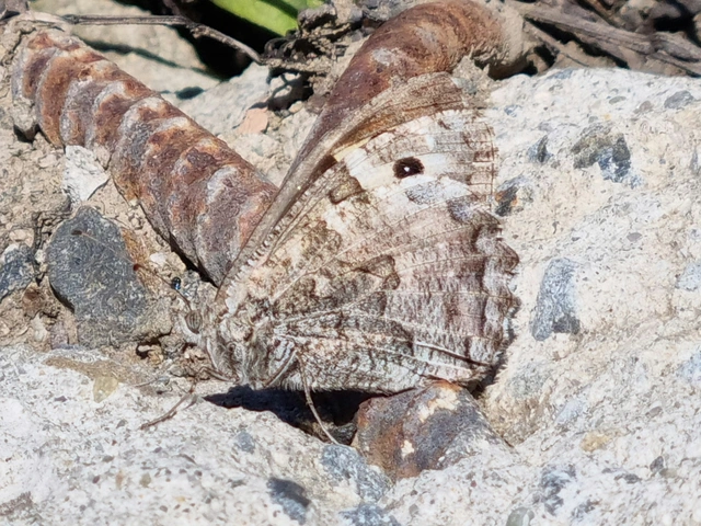 Hipparchia semele - barna szemeslepke
