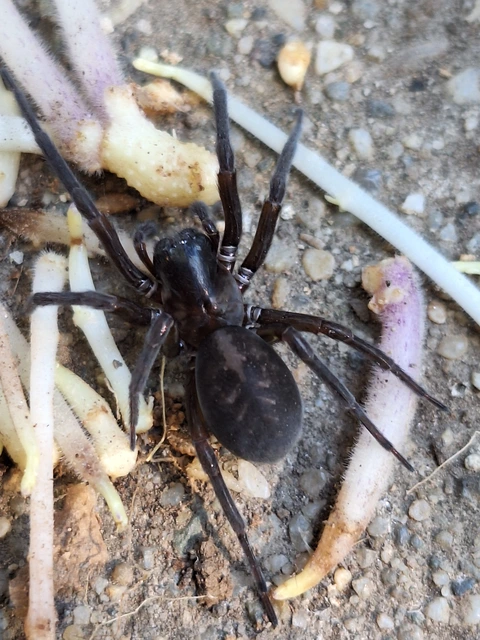 Amaurobius ferox - nagy eretnekpók