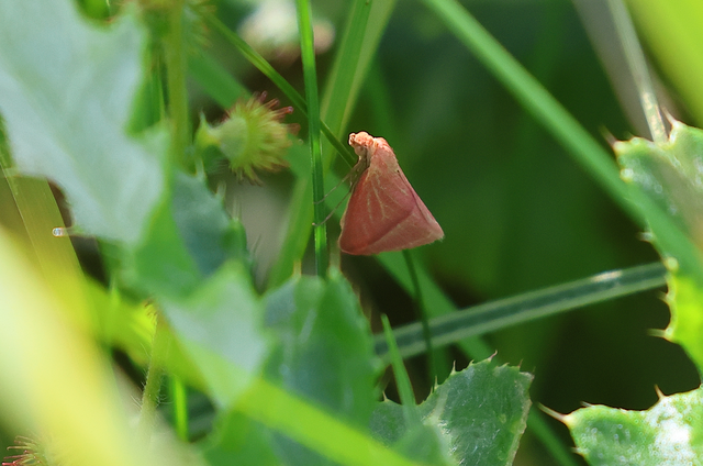 Rhodometra sacraria - rózsacsíkos araszoló
