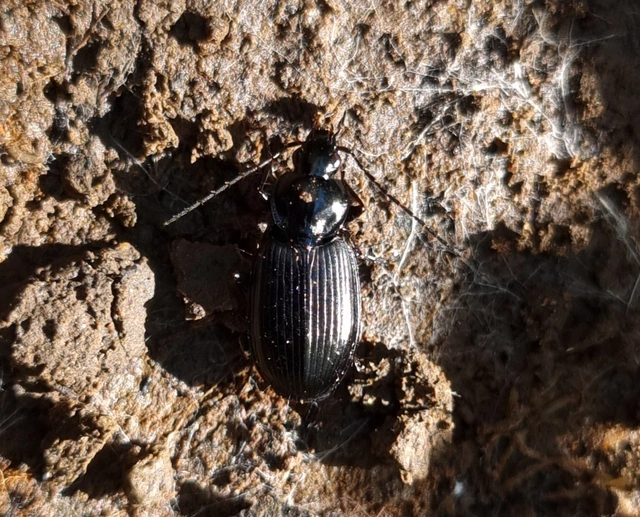 Agonum duftschmidi - széleshátú kisfutó Agonum duftschmidi - széleshátú kisfutó