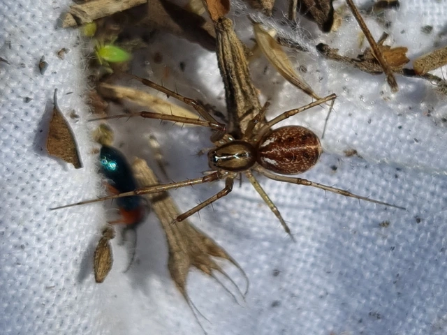 Linyphia triangularis - háromszöges vitorláspók