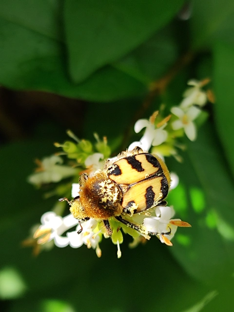 Trichius sexualis - keleti prémesbogár