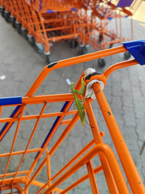 Mantis religiosa - imádkozósáska