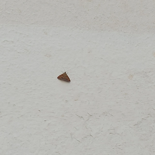 Pyrausta despicata - réti bíbormoly
