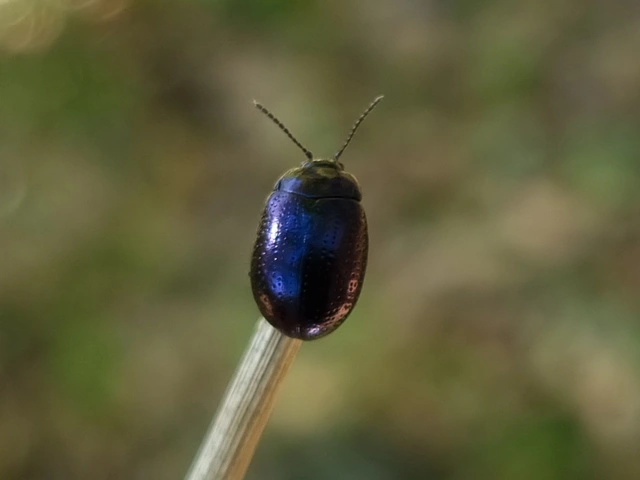 Chrysolina cuprina - pontozott orbáncfűlevelész