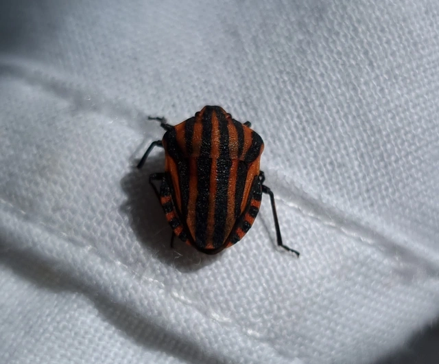 Graphosoma italicum - csíkos pajzsospoloska