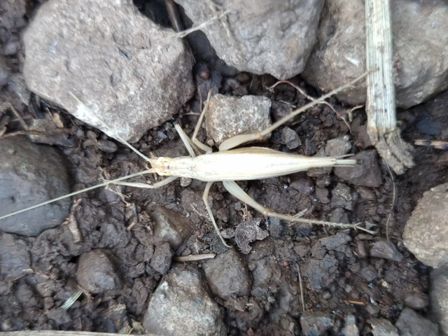 Oecanthus pellucens - pirregőtücsök