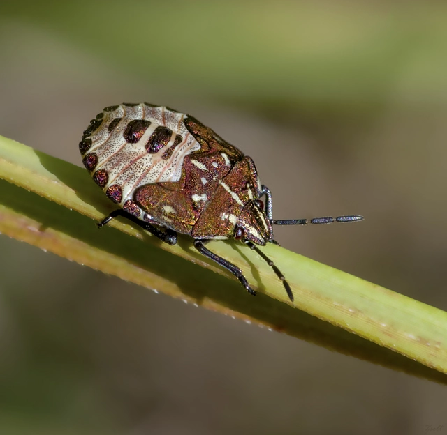Carpocoris Carpocoris