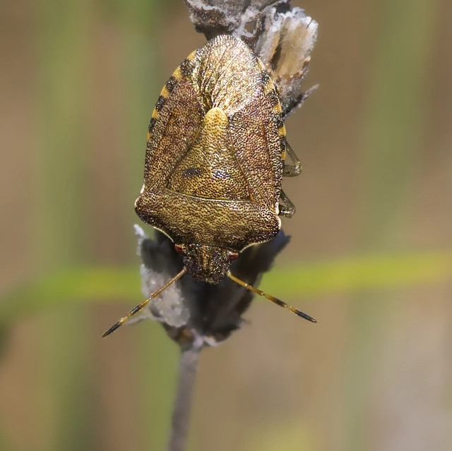 Peribalus strictus - tavaszi címerespoloska Peribalus strictus - tavaszi címerespoloska