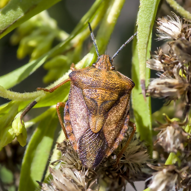 Carpocoris Carpocoris