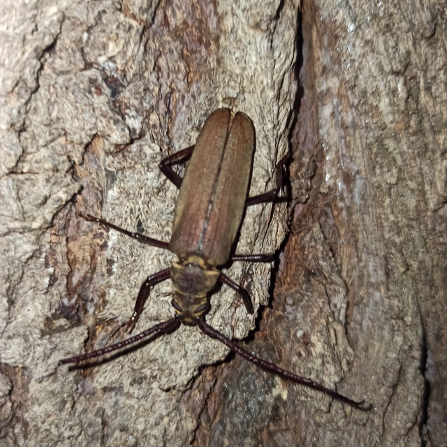 Aegosoma scabricorne - diófacincér