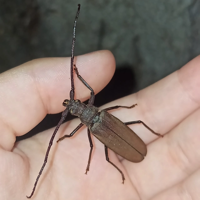 Aegosoma scabricorne - diófacincér