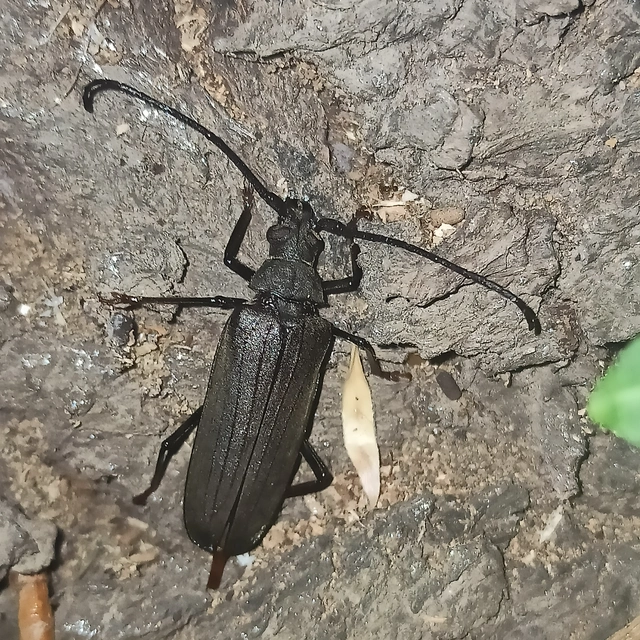 Aegosoma scabricorne - diófacincér